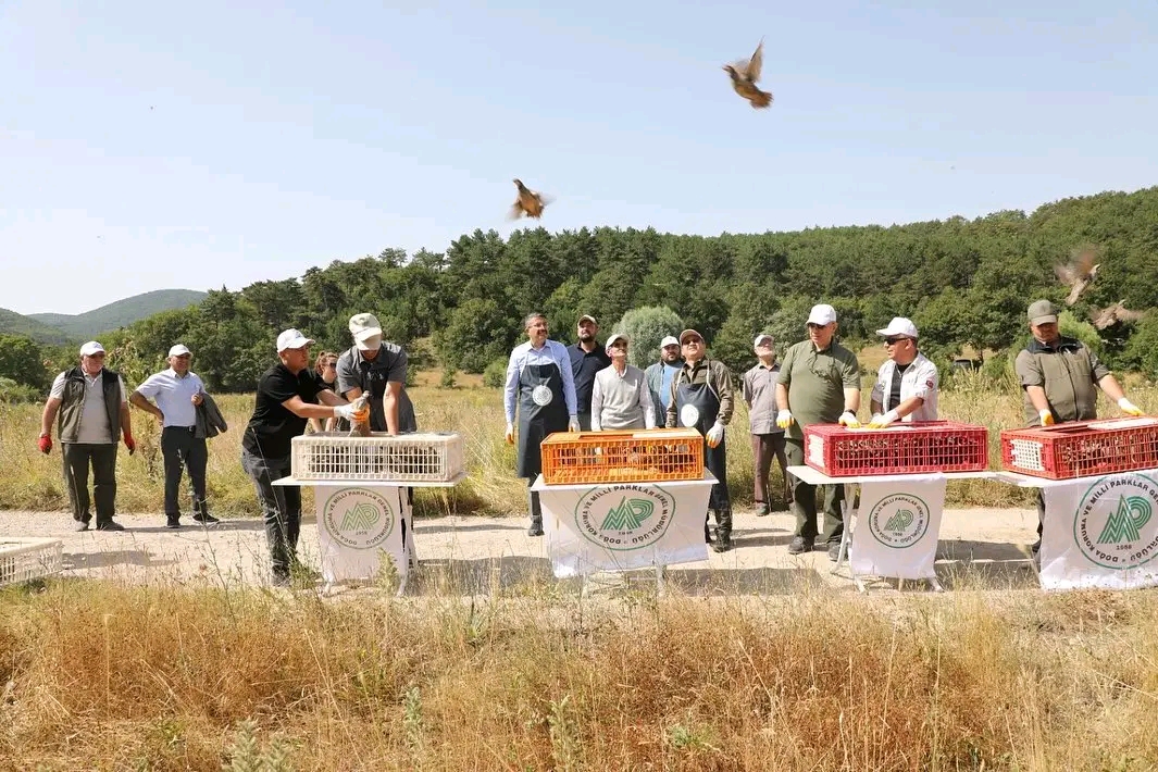 Türkmen Dağı’na 200 keklik bırakıldı