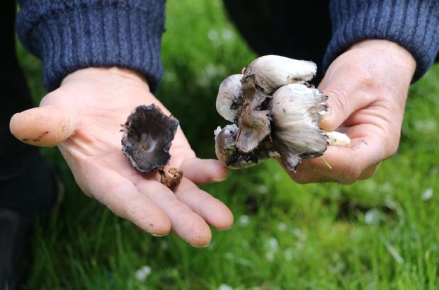 Mantar zehirlenmelerine dikkat ! 