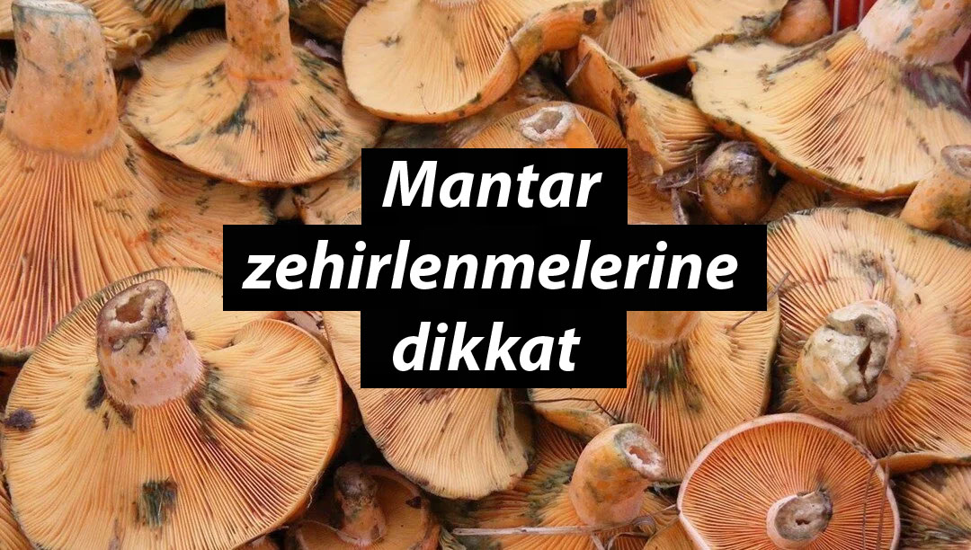 Mantar Zehirlenmelerine Dikkat! 