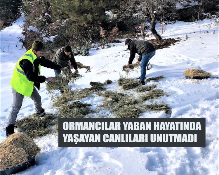 Ormancılar yaban hayatında yaşayan canlıları unutmadı