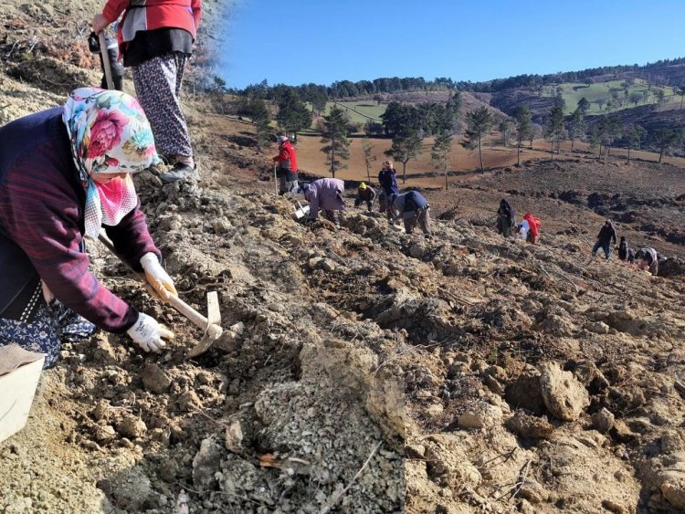 Kızılçam Fidanları Toprakla Buluşuyor