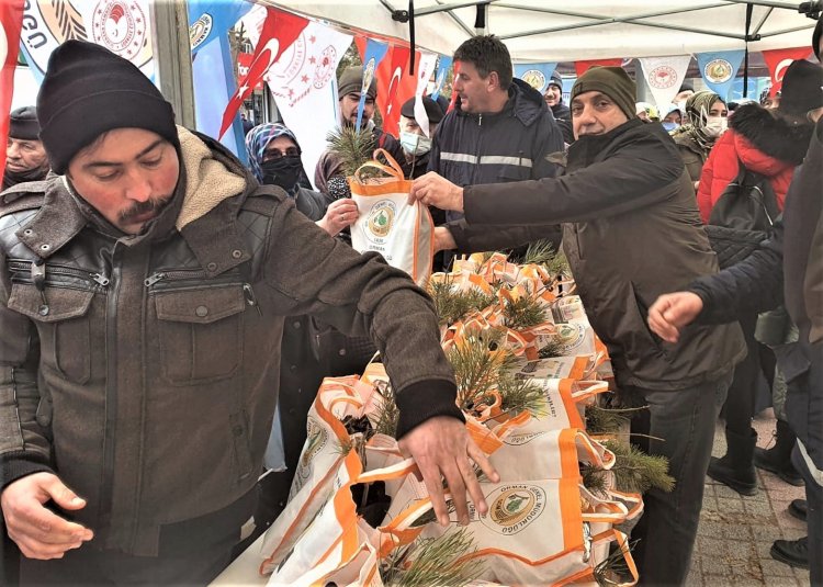 Orman Haftasında Ücretsiz Fidan Dağıtımı