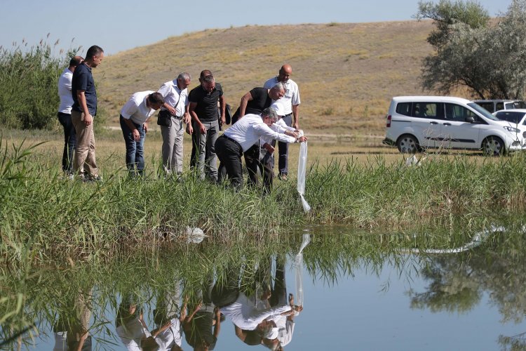 YEDİGÖLLERE 150 BİN ADET BALIK BIRAKILDI