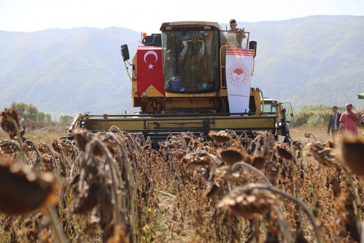 Yağlık ayçiçeği hasadı Vali Ali Çelik’ten