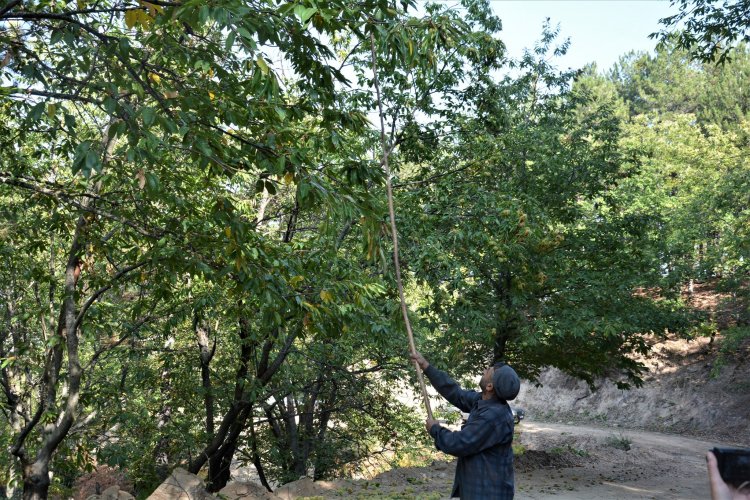 Simav Yeniköy Köyünde Kestane Hasadı Başladı