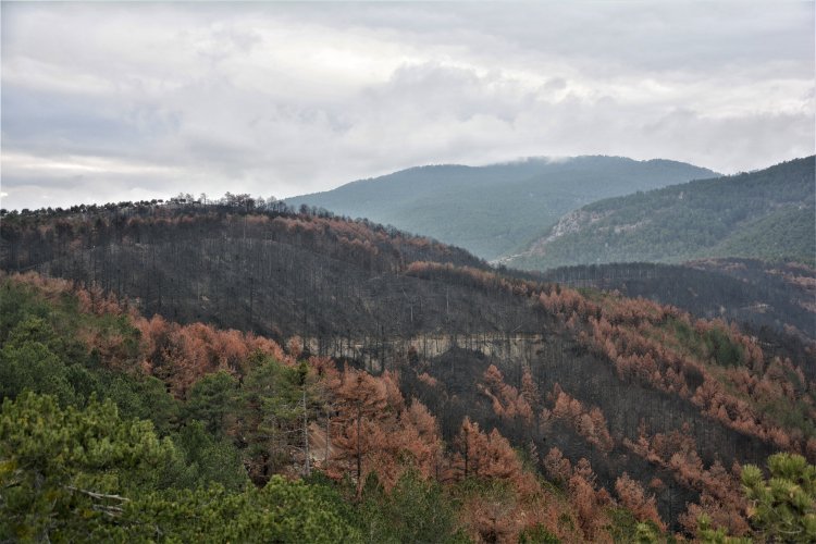 Emet Küreci’de Yangın Sonrası Çalışmalar Sürüyor