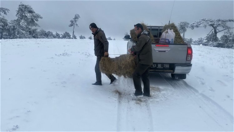 Soğukla Mücadelede Yaban Hayvanlarına Destek