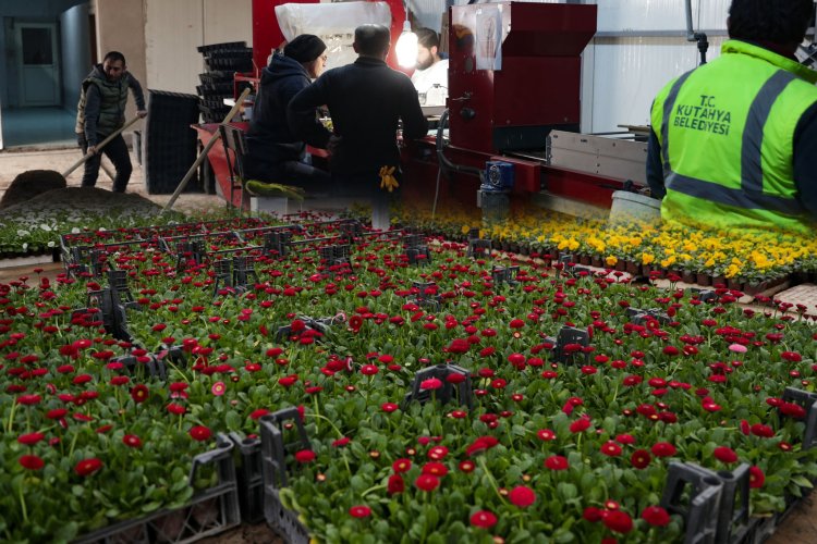 Kütahya Belediyesi Kendi Üretimi Çiçekleriyle, Kenti Renklendiriyor